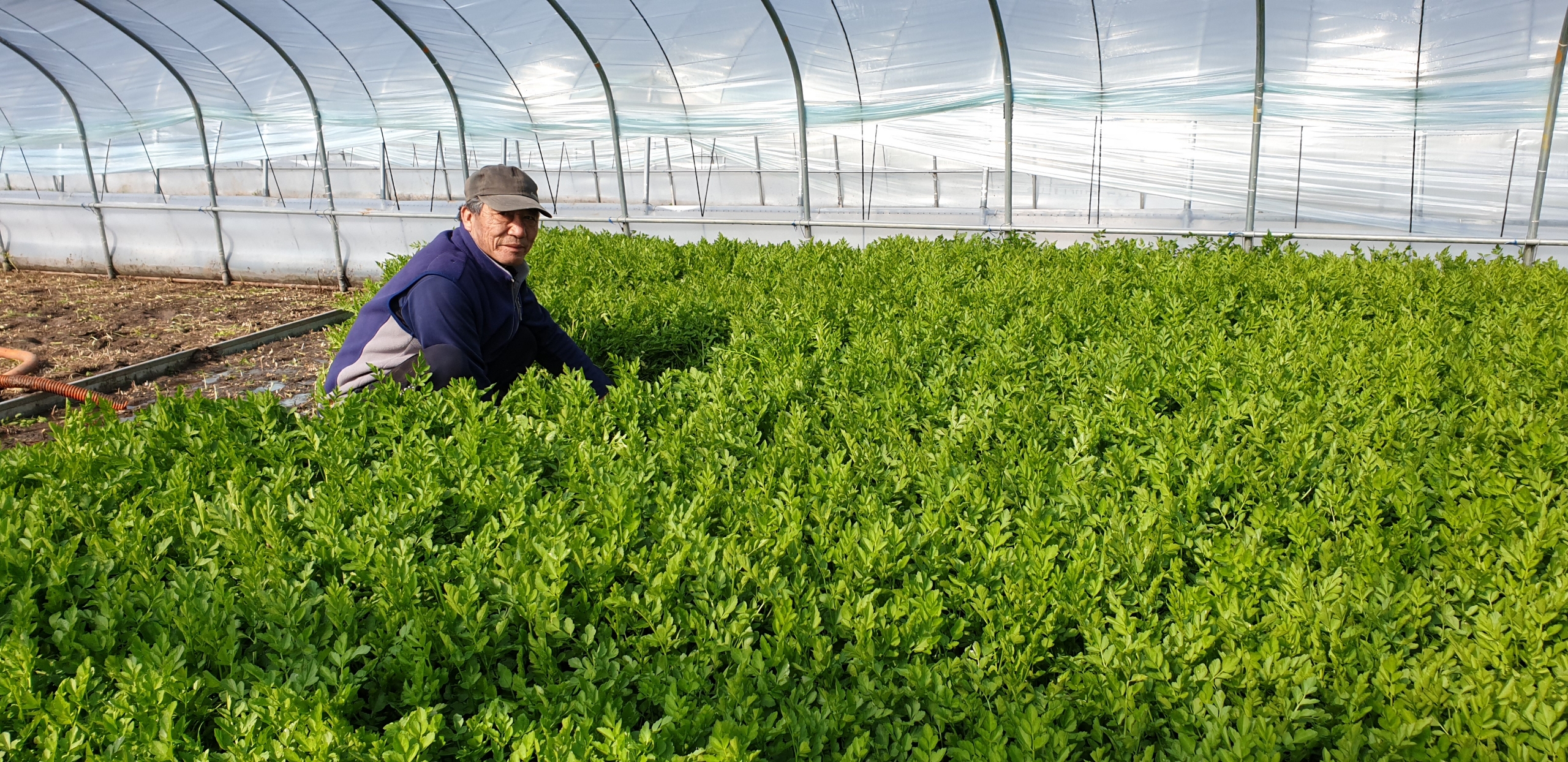 한재미나리 재배 모습