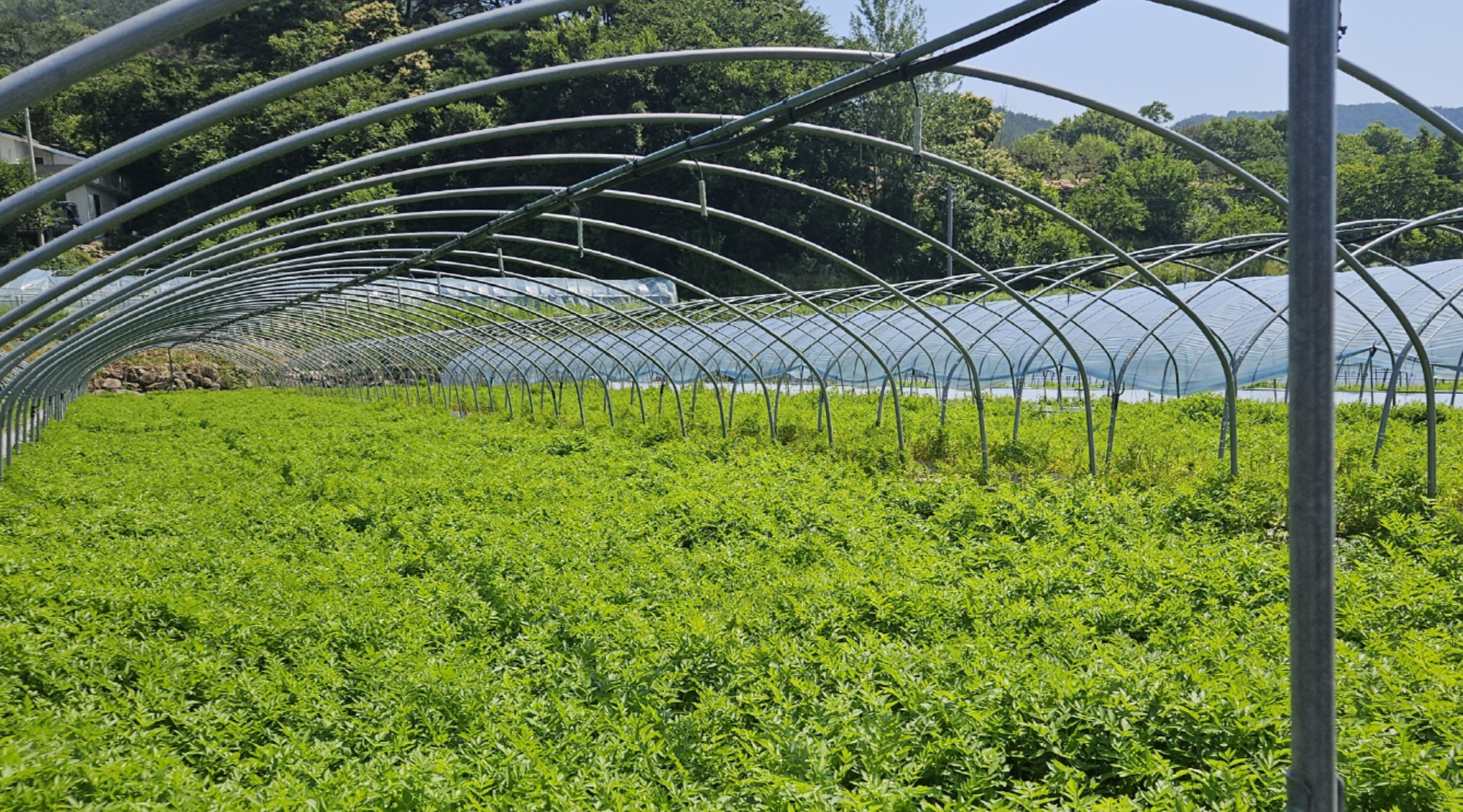 한재미나리 재배 모습